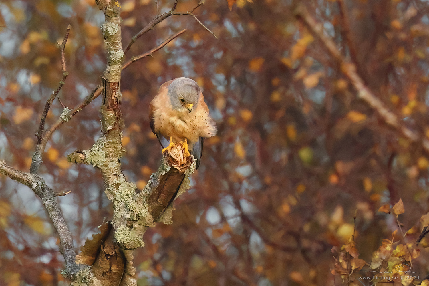 RDFALK / LESSER KESTREL (Falco naumanni) - Stäng / Close