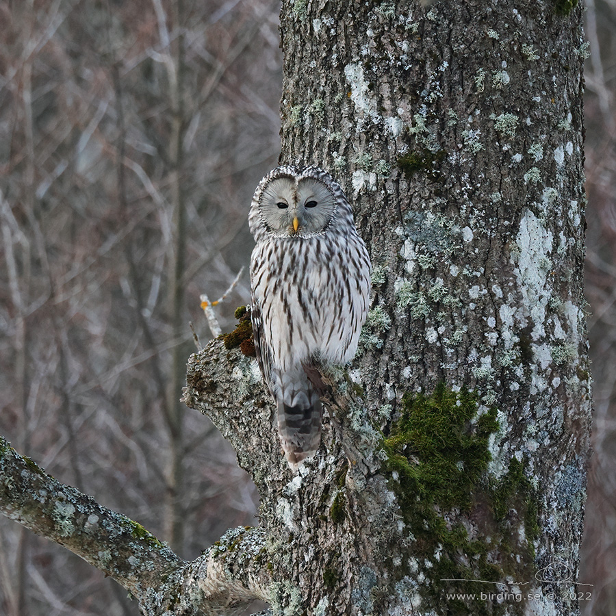 SLAGUGGLA / URAL OWL (Strix uralensis) - Stäng / Close